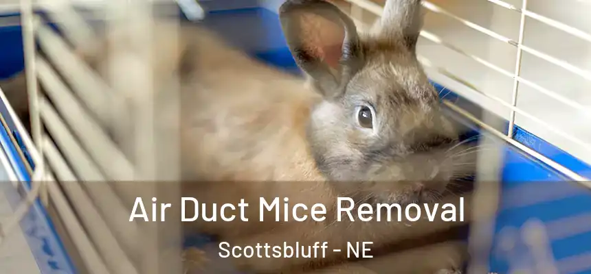  Air Duct Mice Removal Scottsbluff - NE